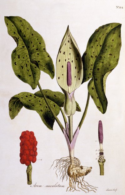 Arum Maculatum, Plaat 114 uit Flora Londiniensis door William Curtis, gepubliceerd 1775 door English School